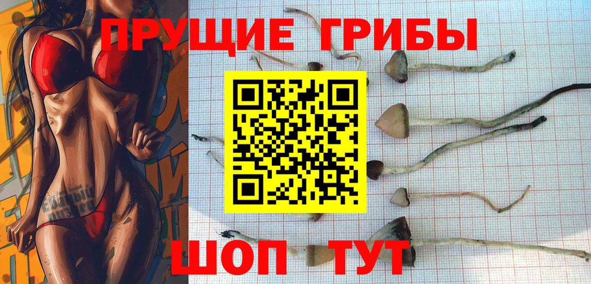 Псилоцибиновые грибы Psilocybe Элиста
